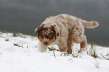 BERGER AUSTRALIEN PUPPIES 472